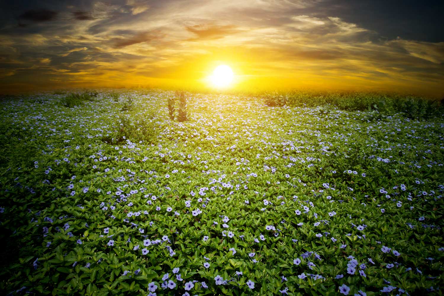 purple flowers in field