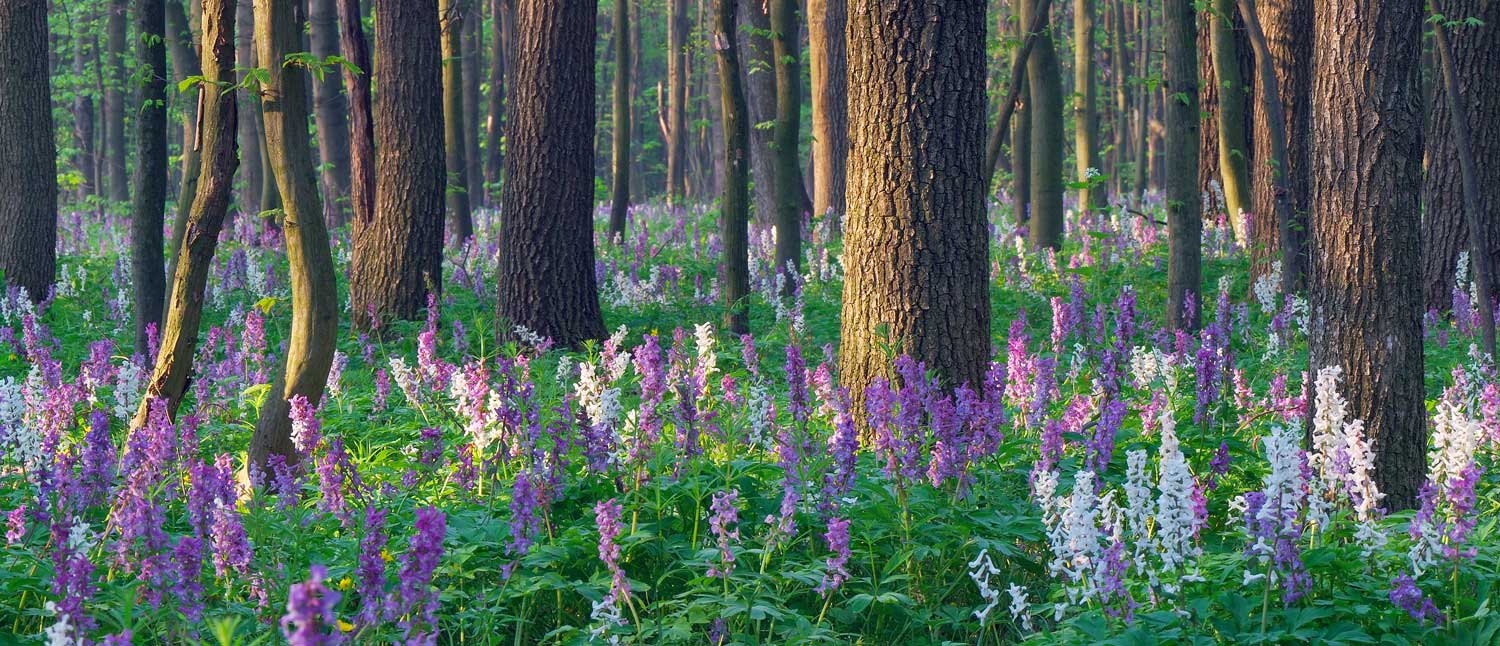 purple flowers in forest